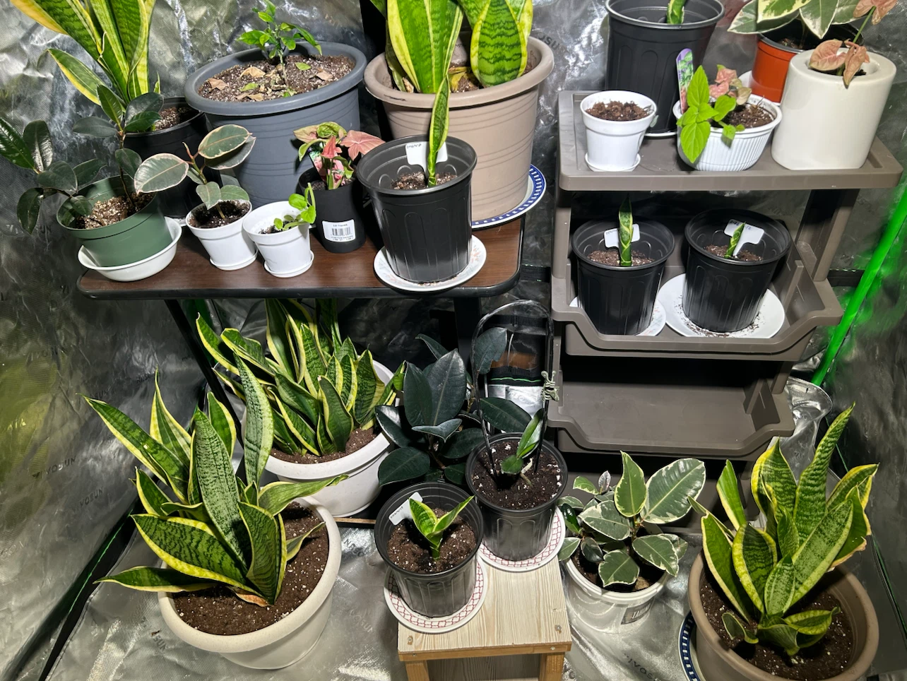 house Plants for sale - photo 2