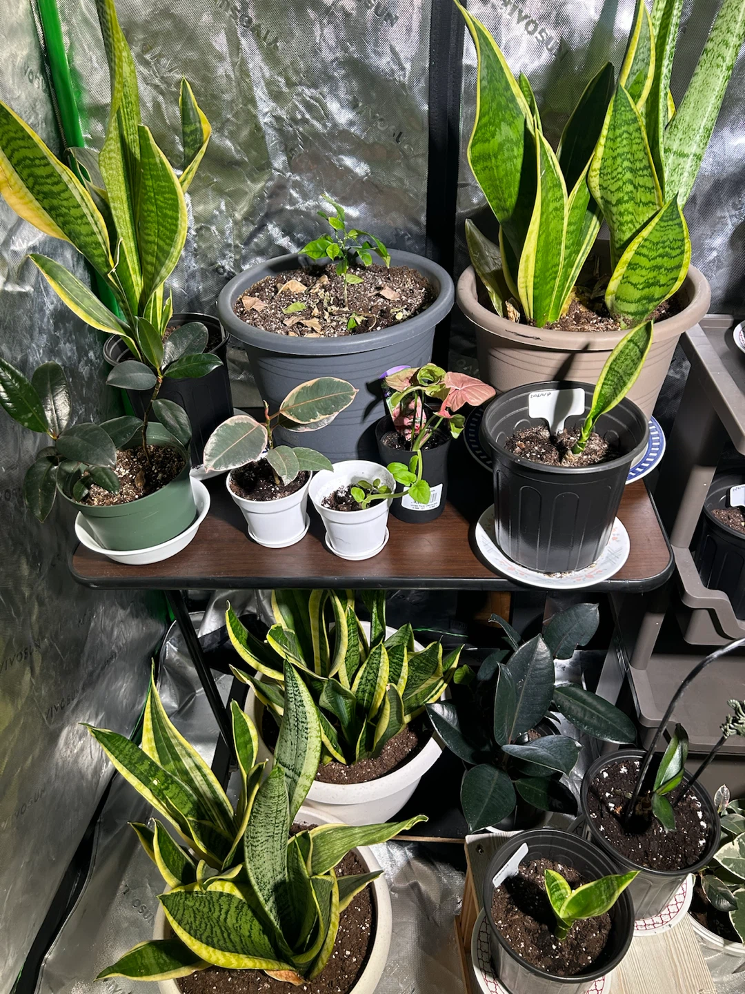house Plants for sale - photo 3