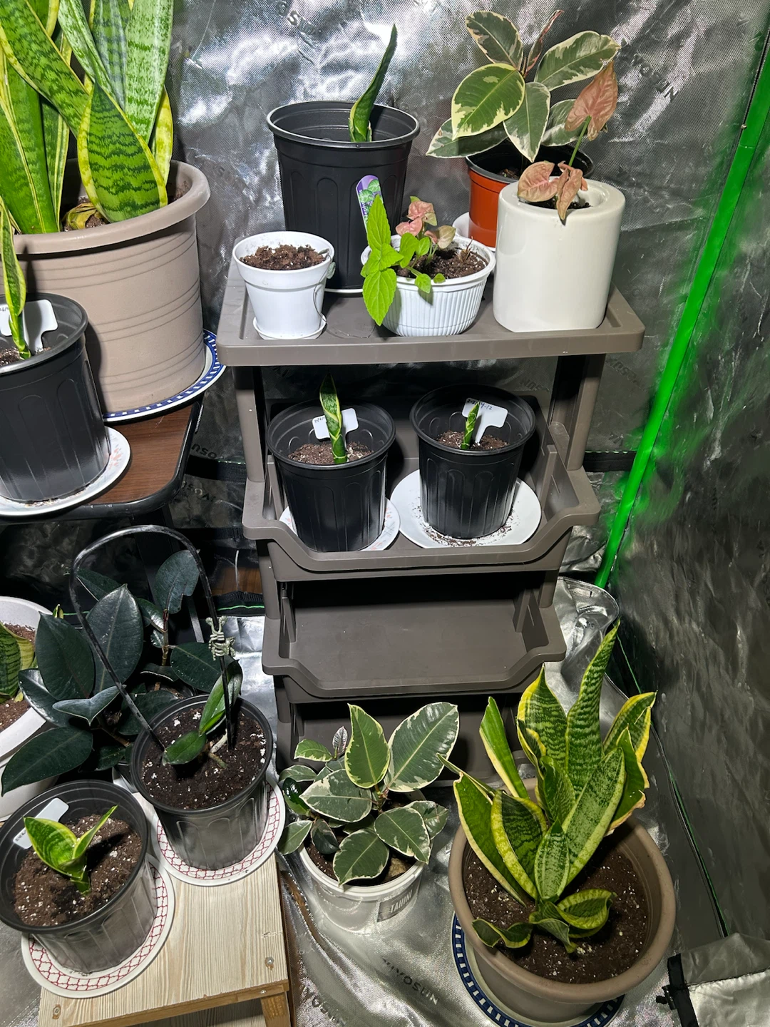 house Plants for sale - photo 4