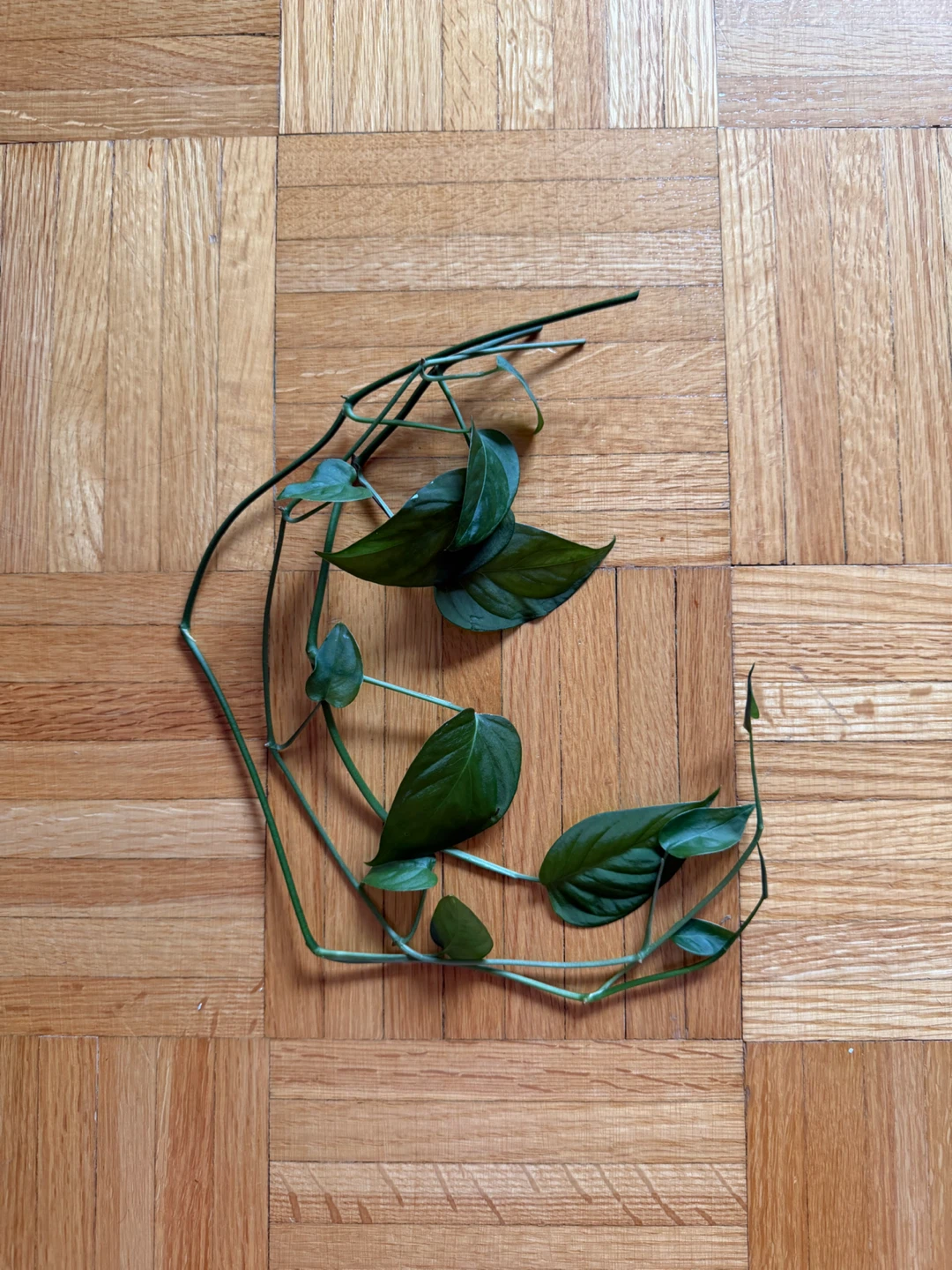 Monstera Cuttings - Short
