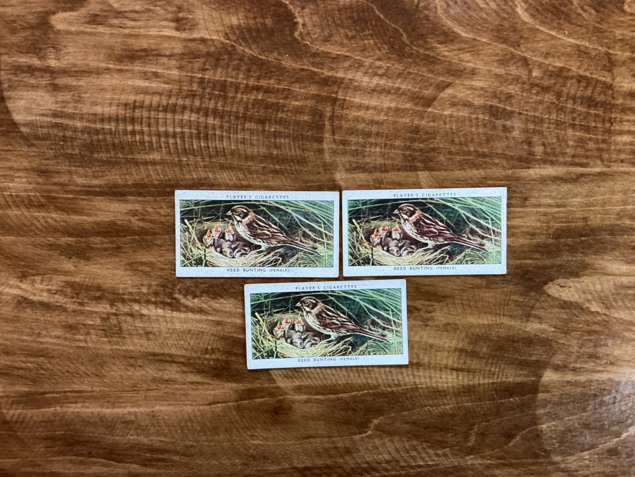 3. 1937 Player's Cigarettes Reed Bunting Cards (Set of 3) - photo 3