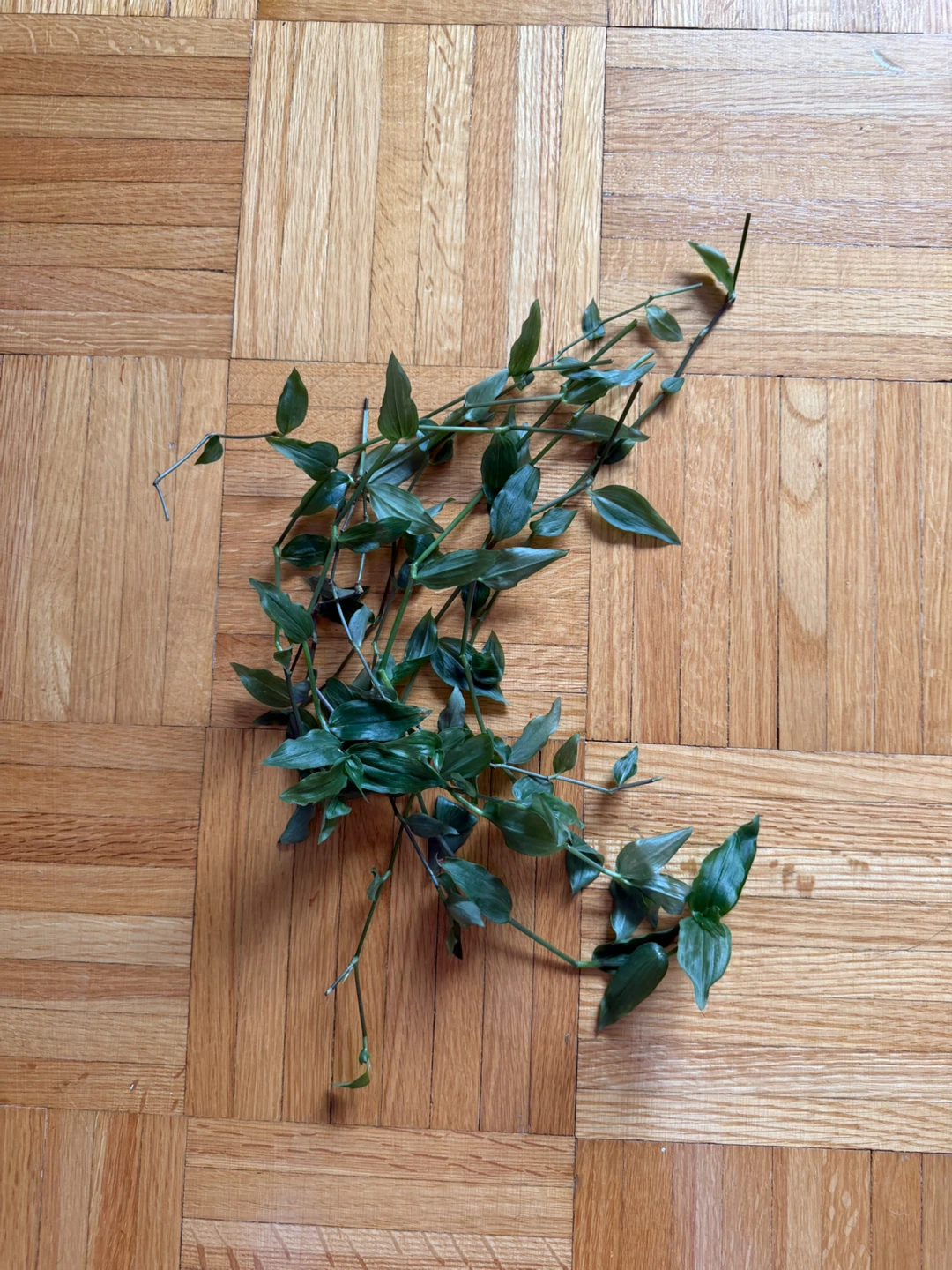 Inch Plant Cuttings