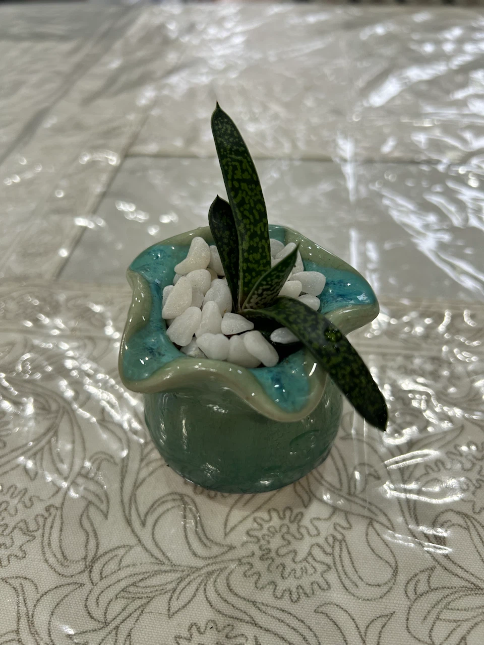 Succulent Gasteria Ox Tongue