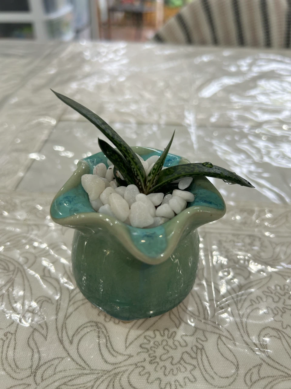 Succulent Gasteria Ox Tongue - photo 2