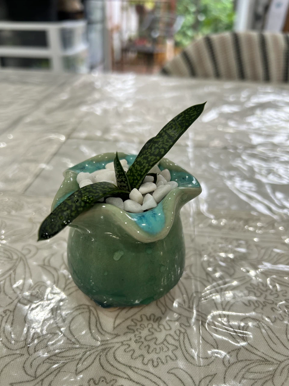 Succulent Gasteria Ox Tongue - photo 3