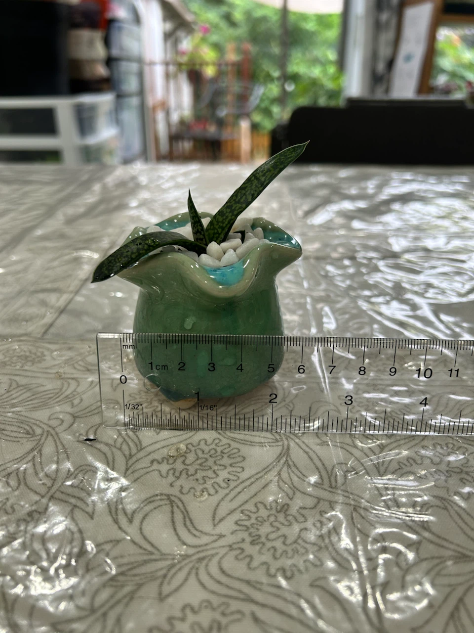 Succulent Gasteria Ox Tongue - photo 5