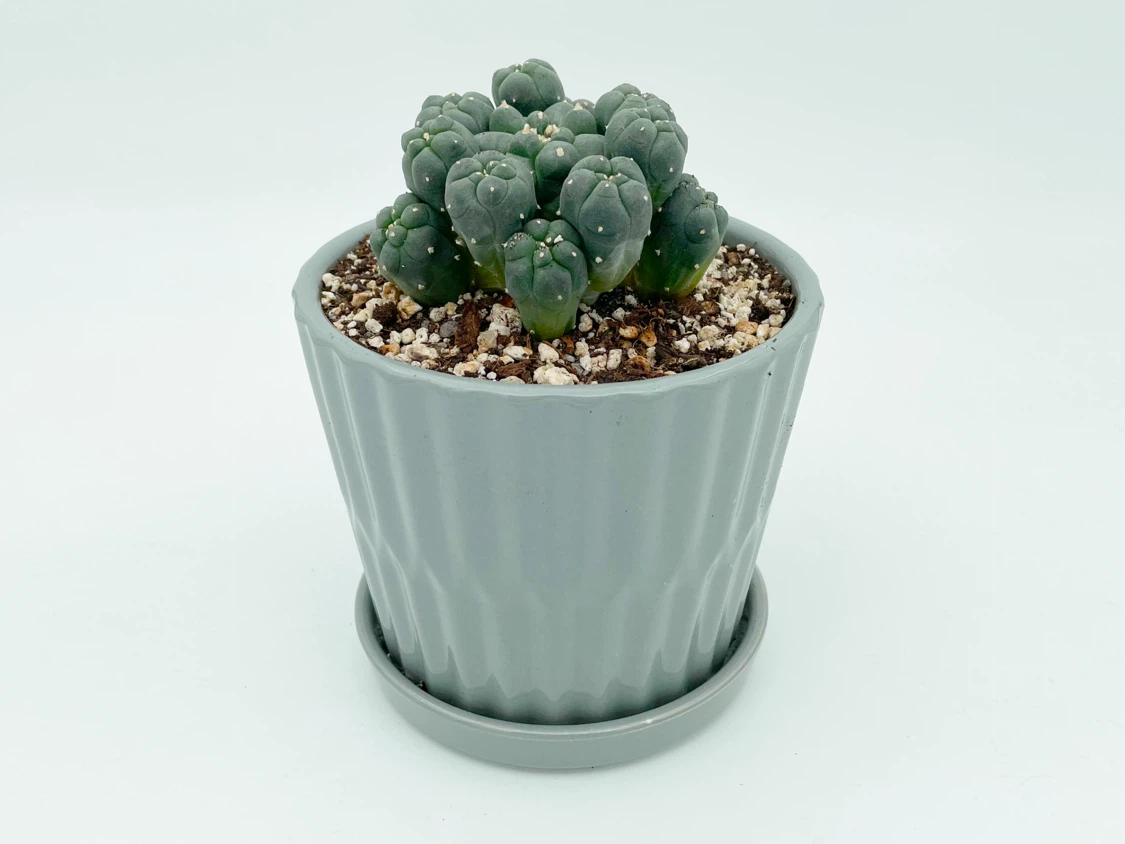 Lophophora (Peyote) Cactus