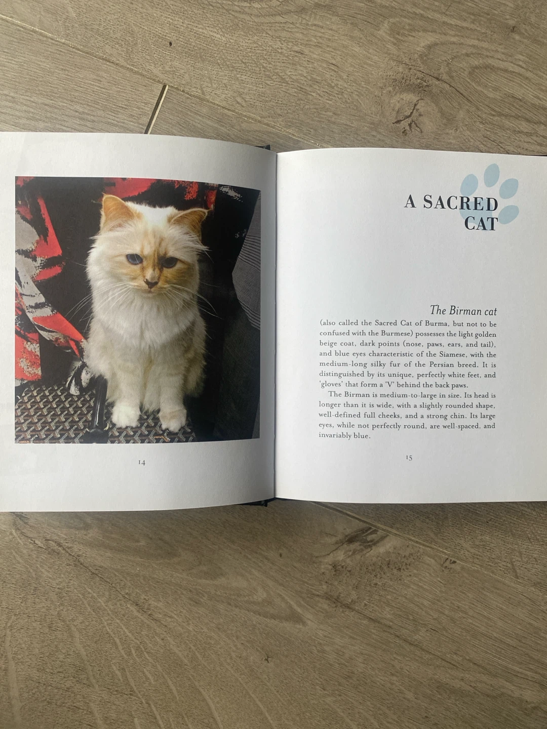 “Choupette: The Private Life of a High-Flying Cat” - photo 4