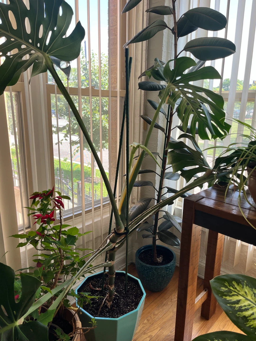 Monstera Deliciosa Plant