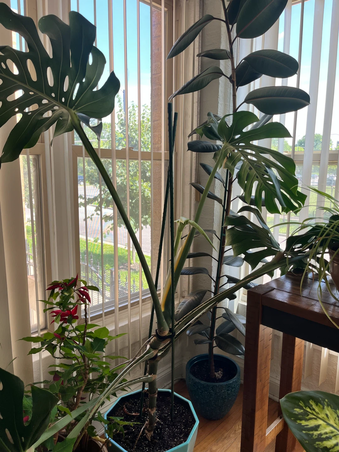 Monstera Deliciosa Plant - photo 2