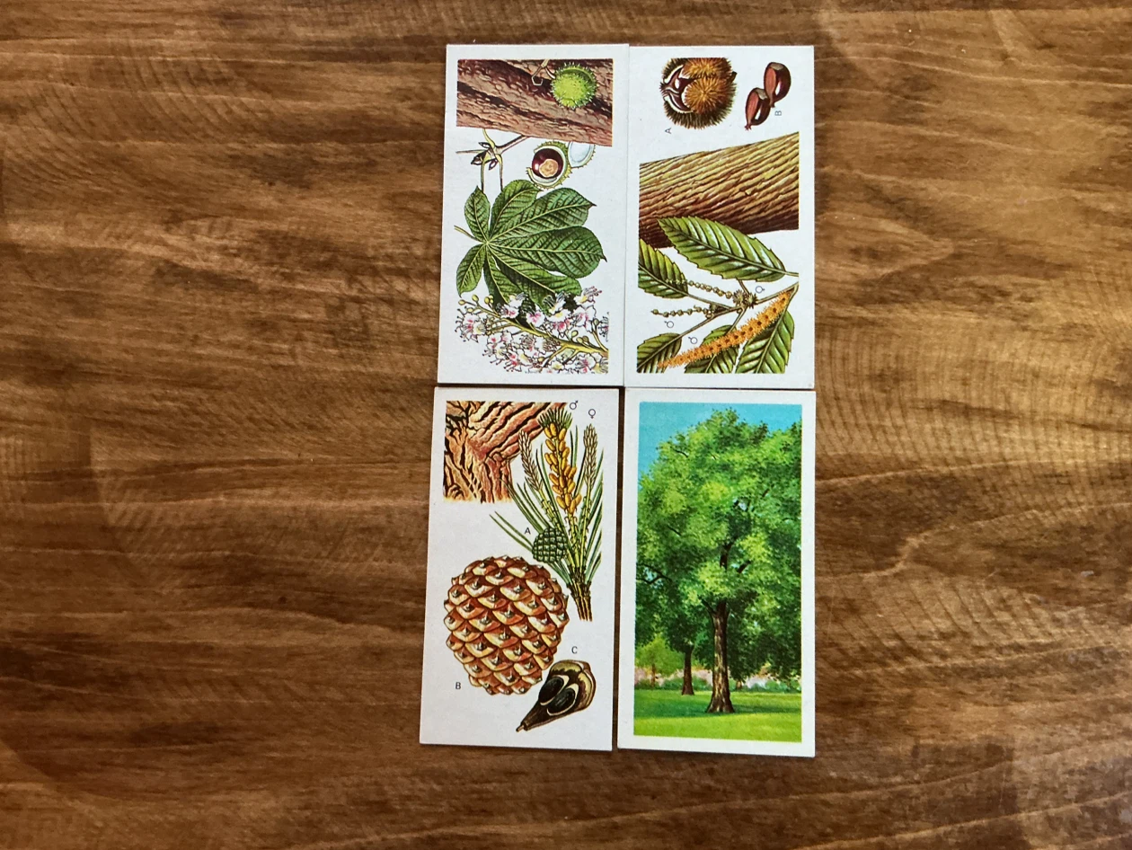 4  1960 Brooke Bond Tea "Trees in Britain" Picture Cards