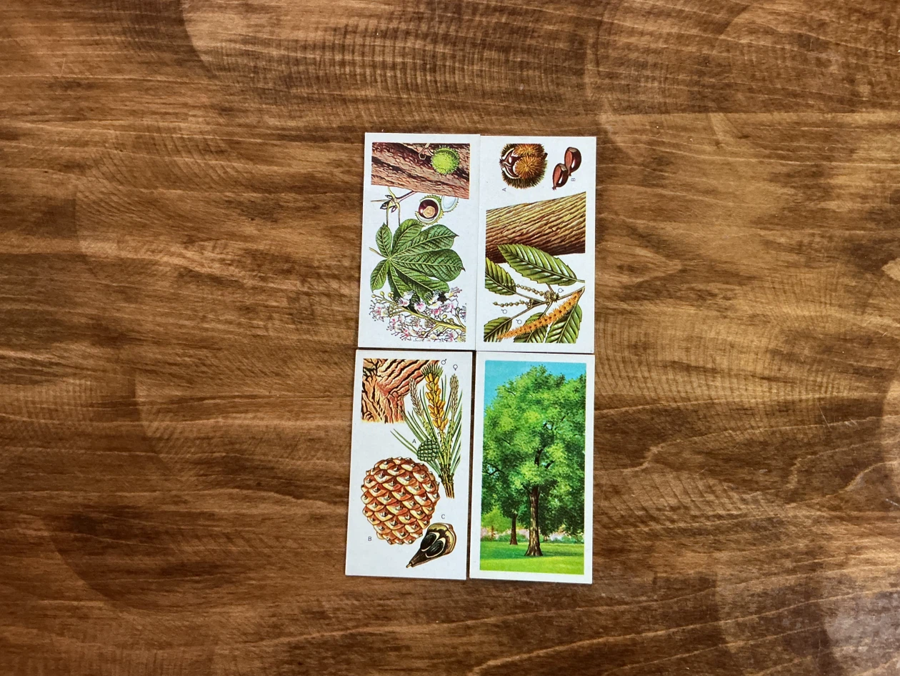 4  1960 Brooke Bond Tea "Trees in Britain" Picture Cards - photo 3