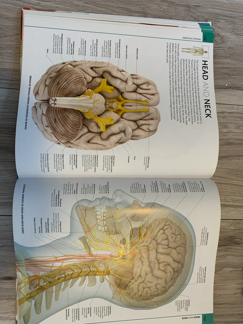 DK Human Anatomy: The Definitive Visual Guide Book - photo 2
