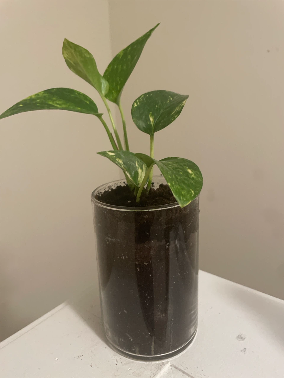 Pothos Plant in Clear Pot