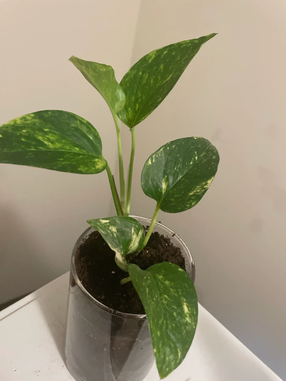 Pothos Plant in Clear Pot - photo 2