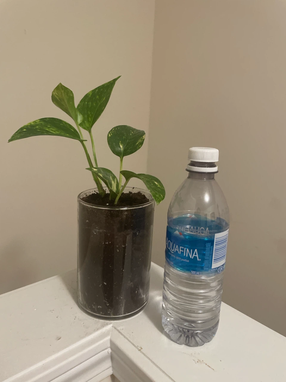 Pothos Plant in Clear Pot - photo 3