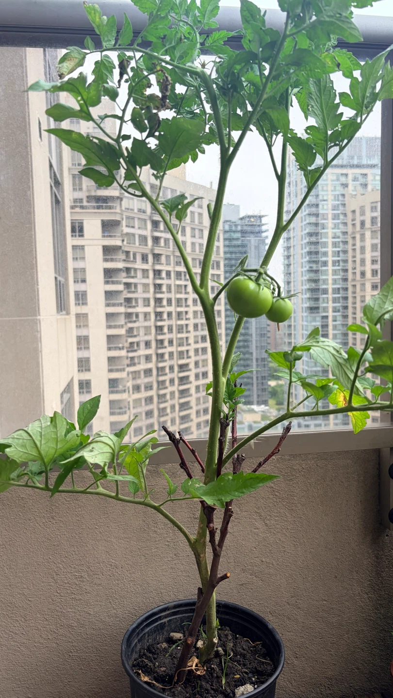 Large Tomato Plant with Green Tomatoes