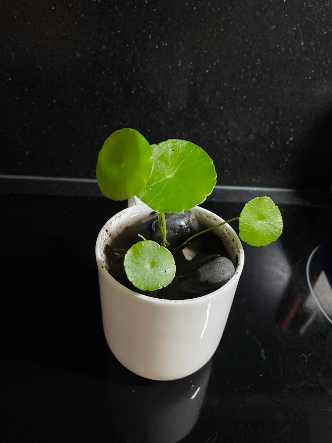 Chinese money plant