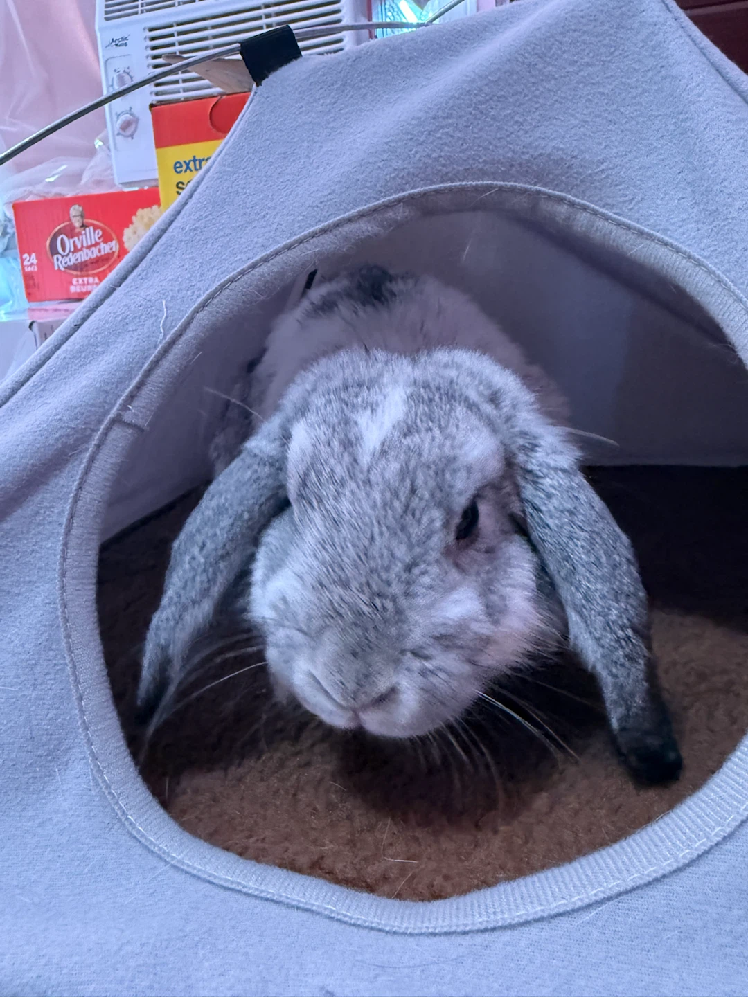 🐰 Free Rabbits – Looking for a Loving Home 🏡
