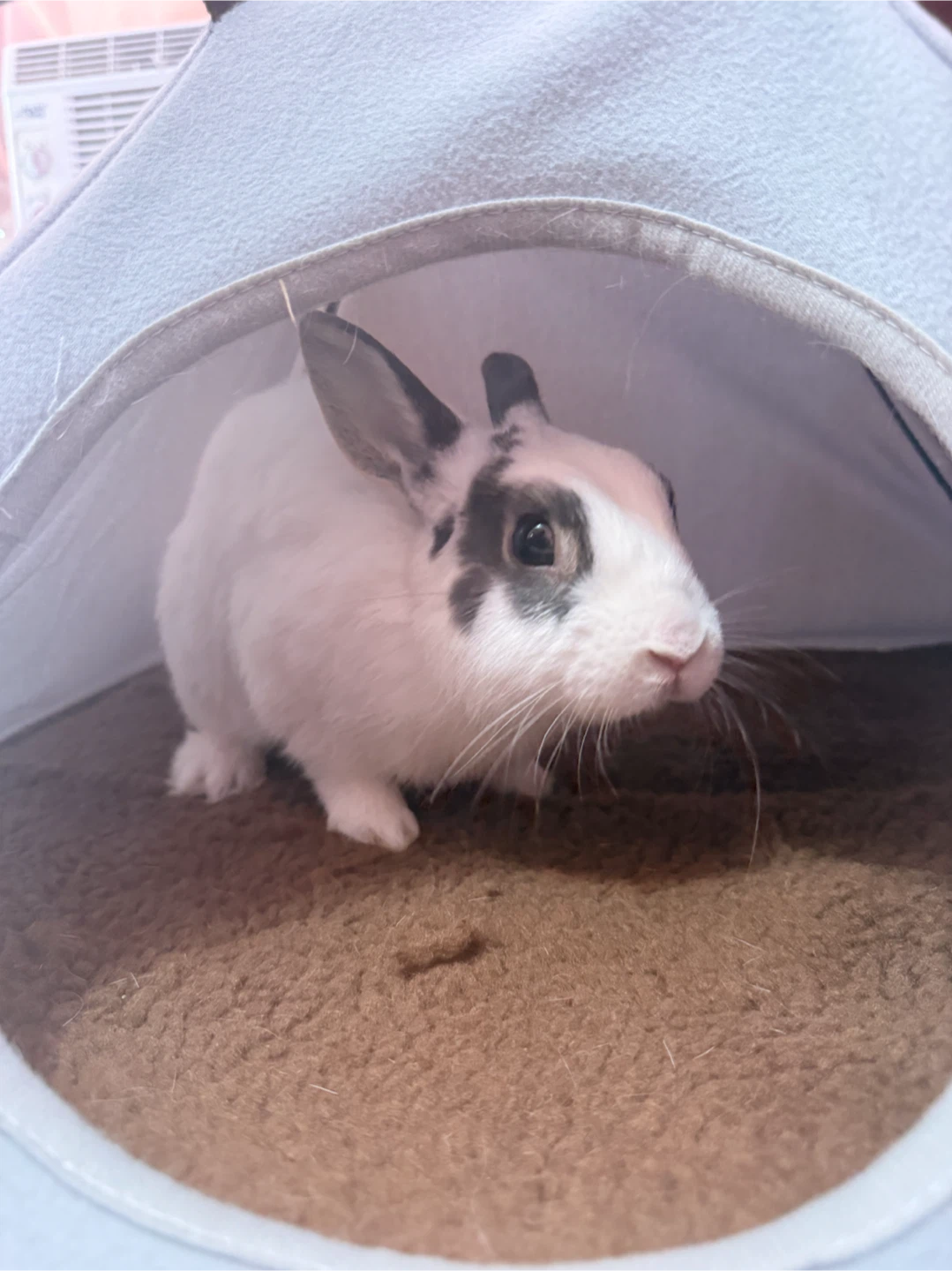 🐰 Free Rabbits – Looking for a Loving Home 🏡 - photo 2