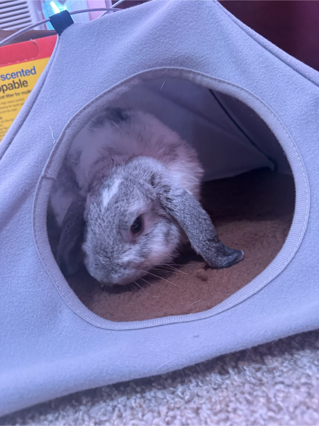 🐰 Free Rabbits – Looking for a Loving Home 🏡 - photo 3