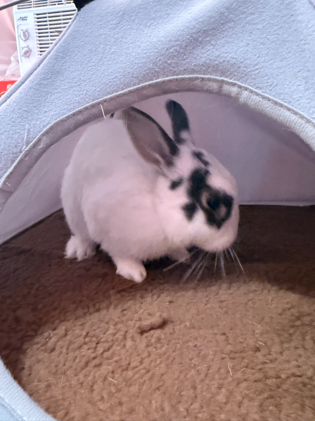 🐰 Free Rabbits – Looking for a Loving Home 🏡 - photo 4