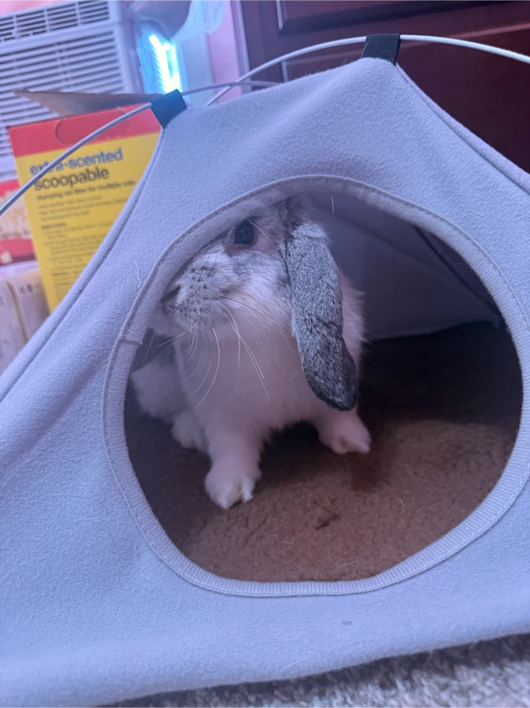 🐰 Free Rabbits – Looking for a Loving Home 🏡 - photo 5