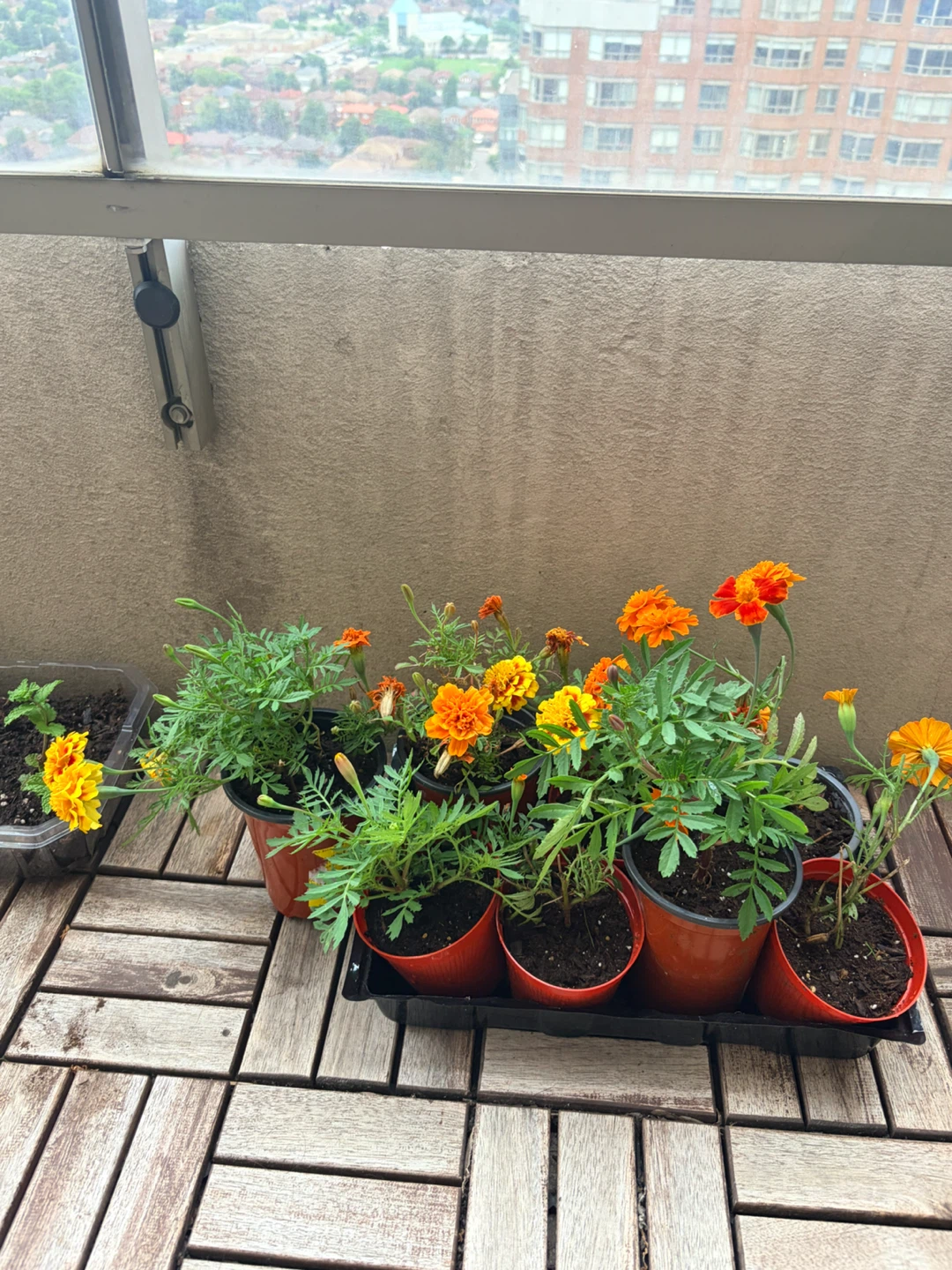 Marigold Plants - Orange and Yellow