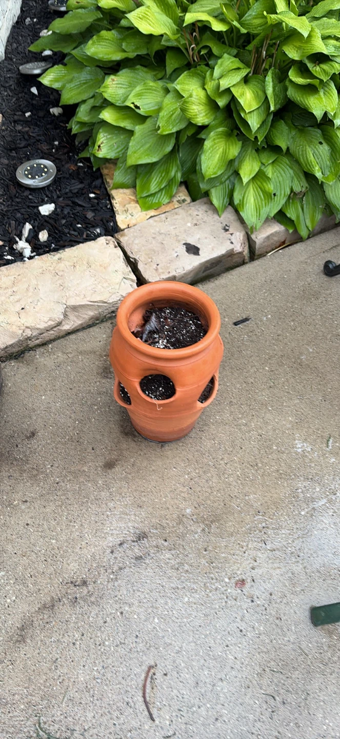 Vase for spices or multi flower