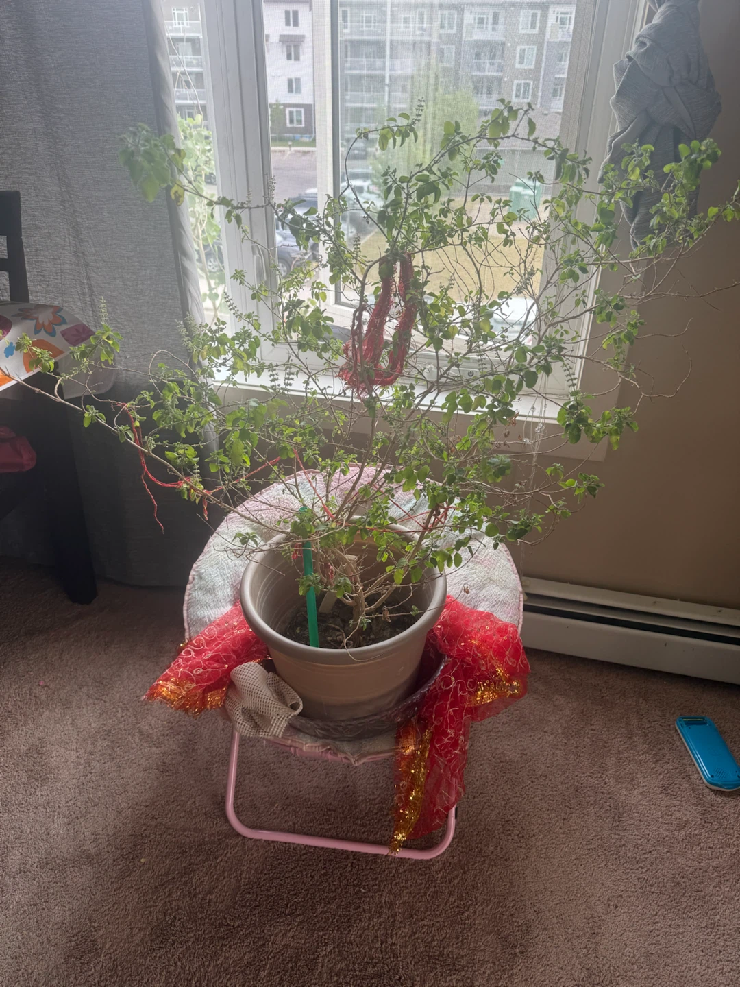 Tulsi