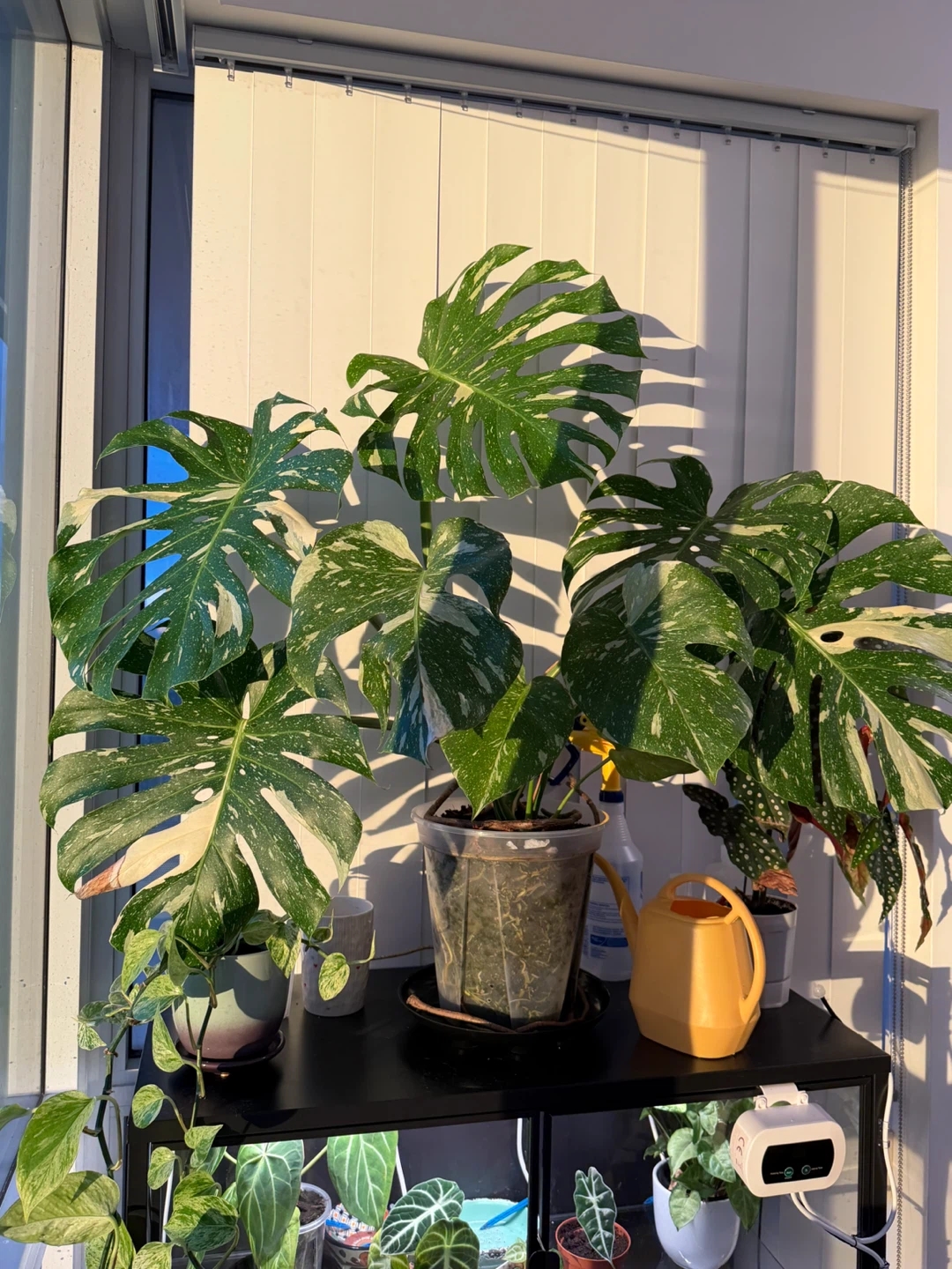 Variegated Monstera Plant