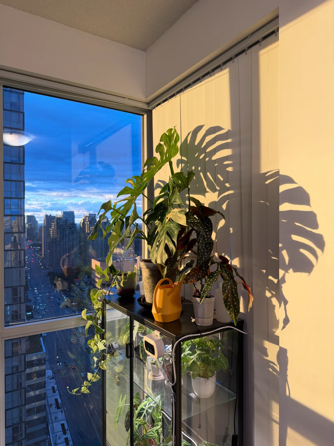 Variegated Monstera Plant - photo 2