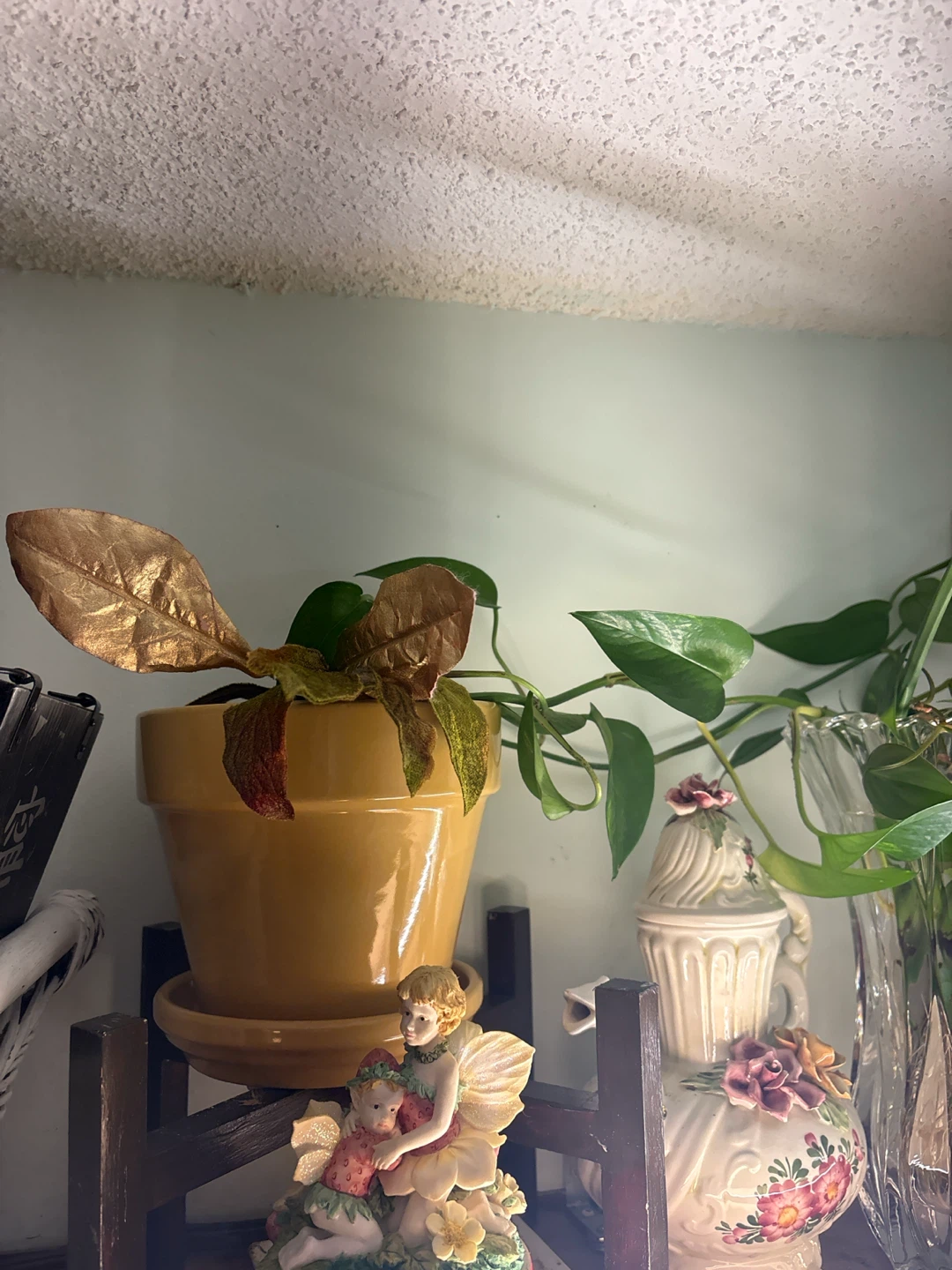 Free Green Pothos cuttings