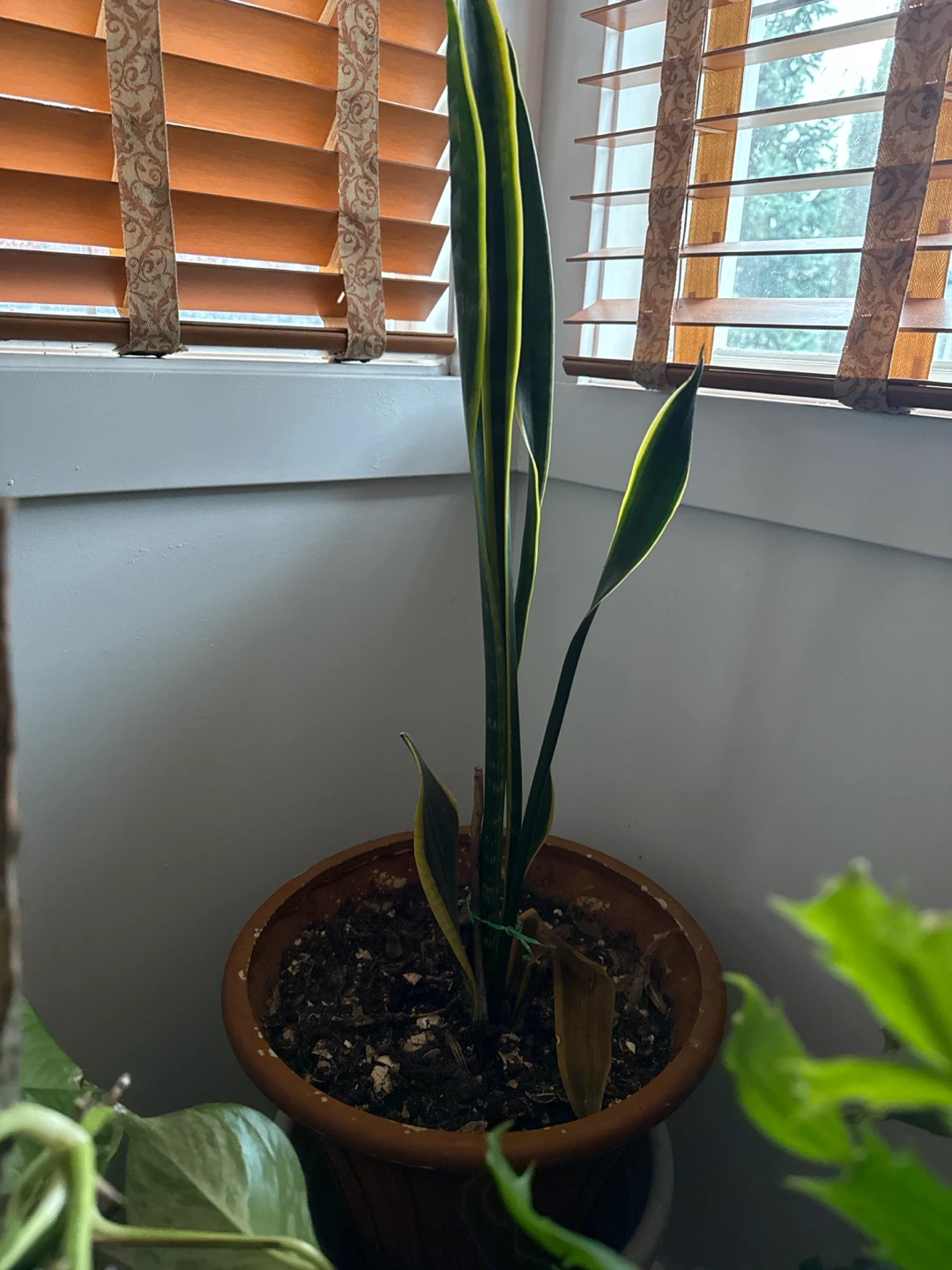 Snake Plant in Pot
