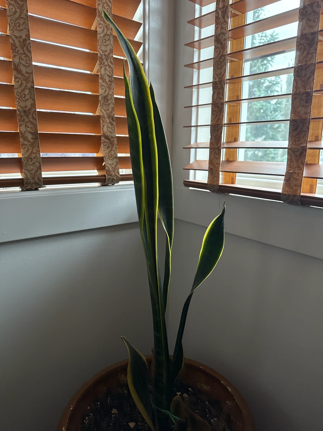Snake Plant in Pot - photo 2