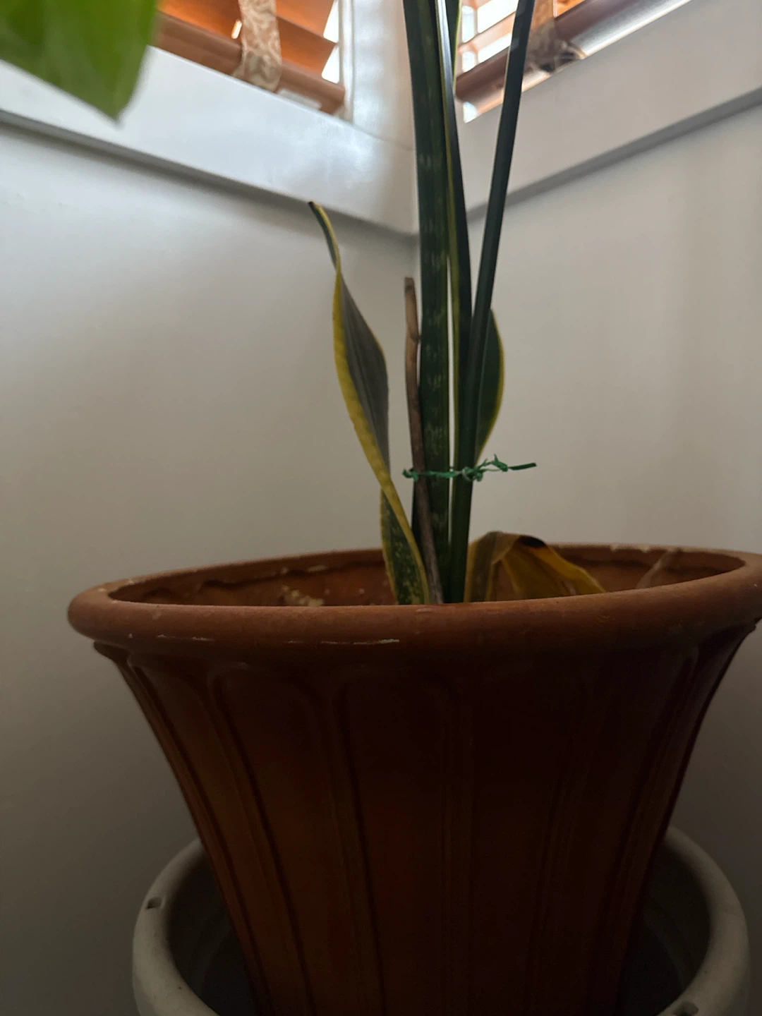 Snake Plant in Pot - photo 3