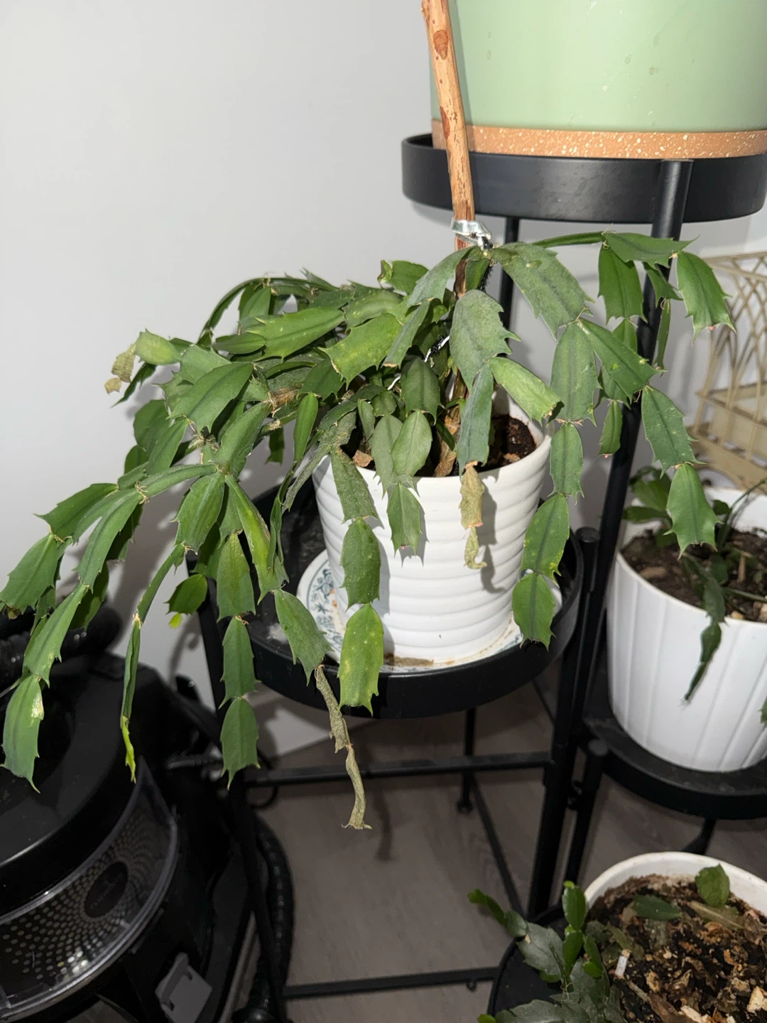Christmas Cactus Plant