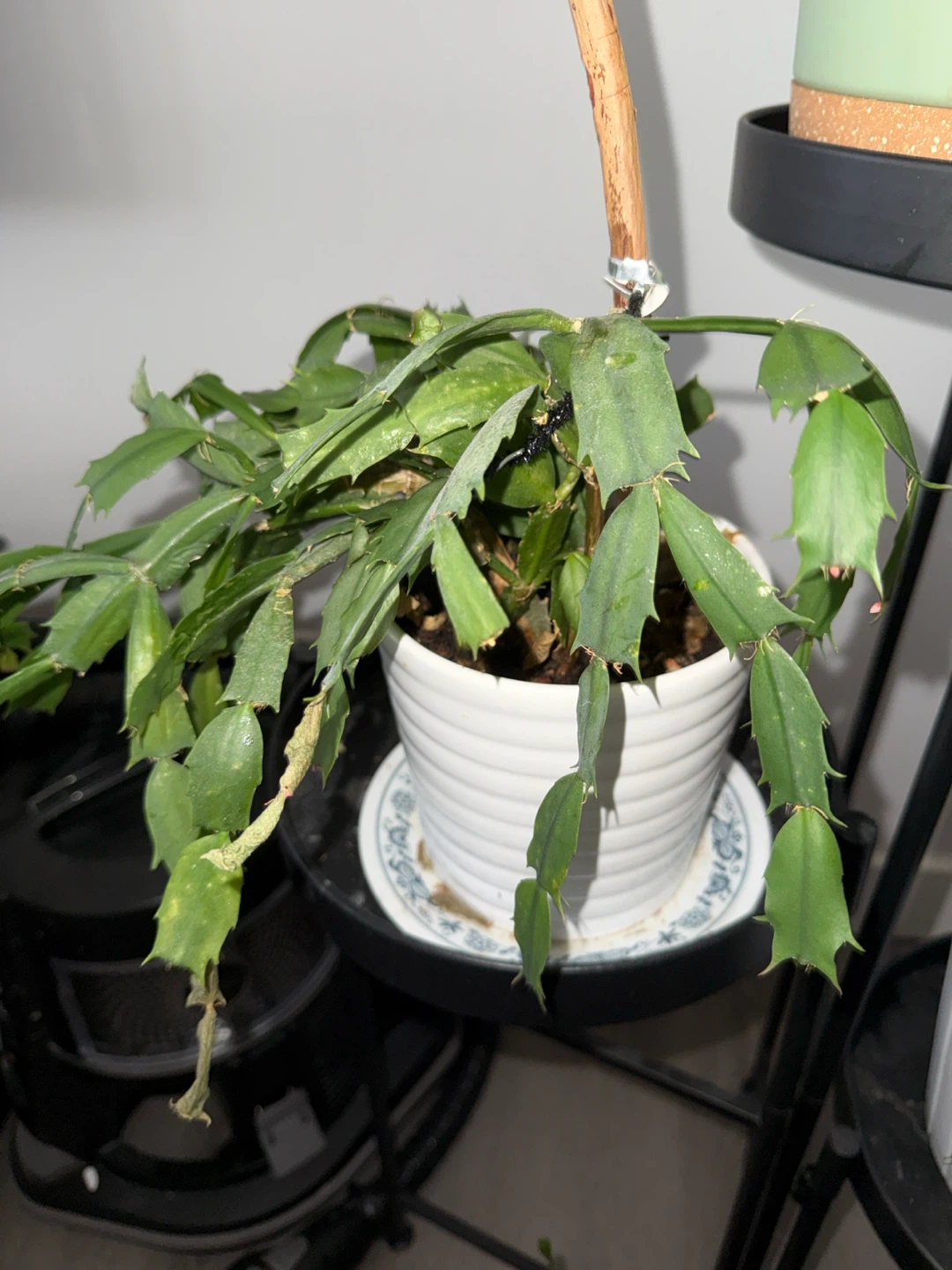 Christmas Cactus Plant - photo 2