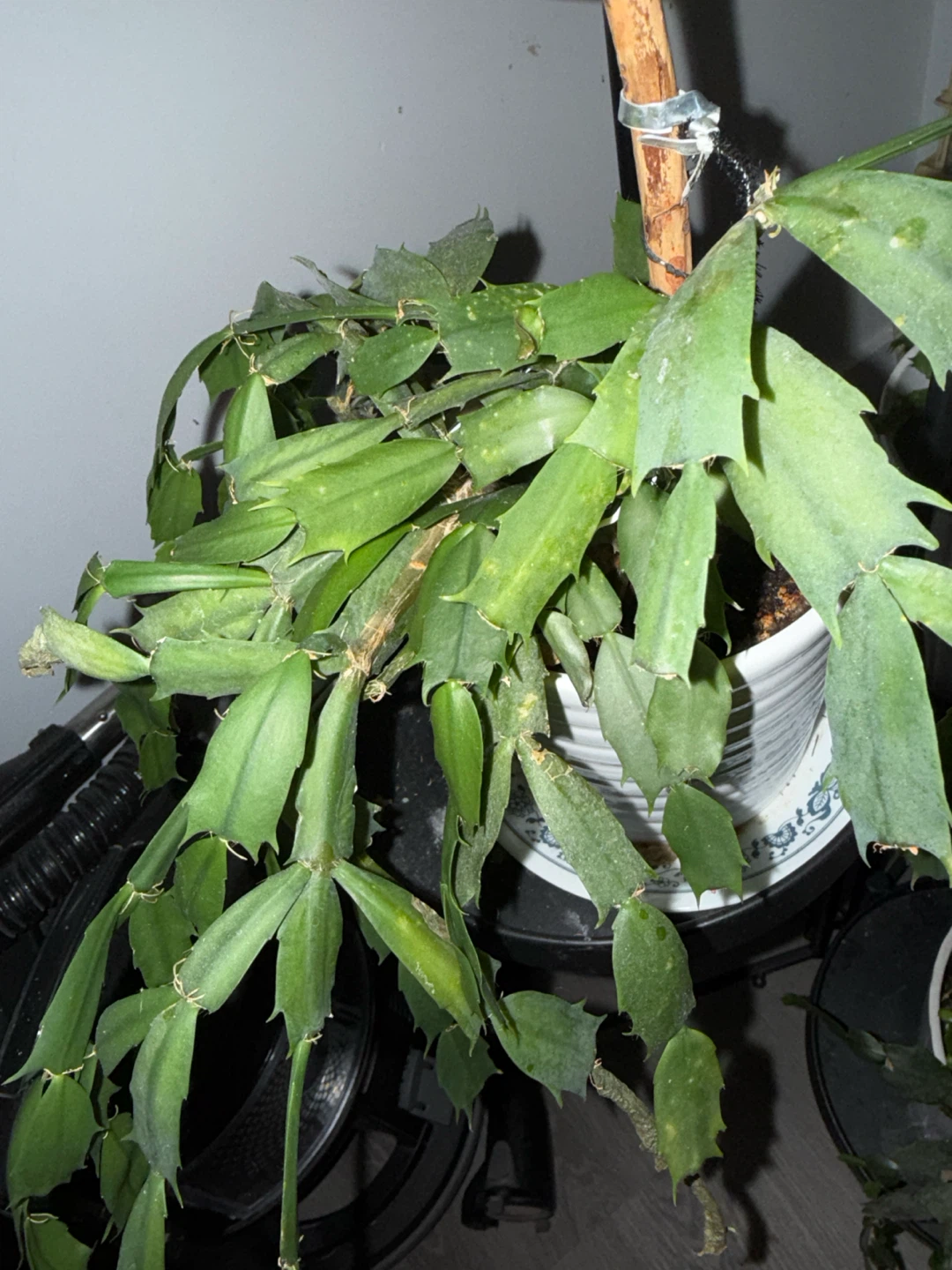 Christmas Cactus Plant - photo 3