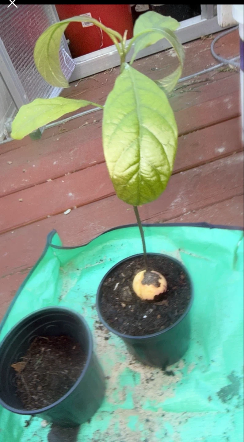 Avocado Plant Seedling