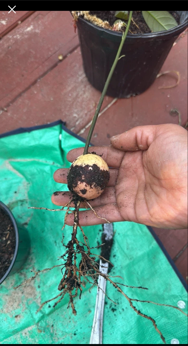 Avocado Plant Seedling - photo 2