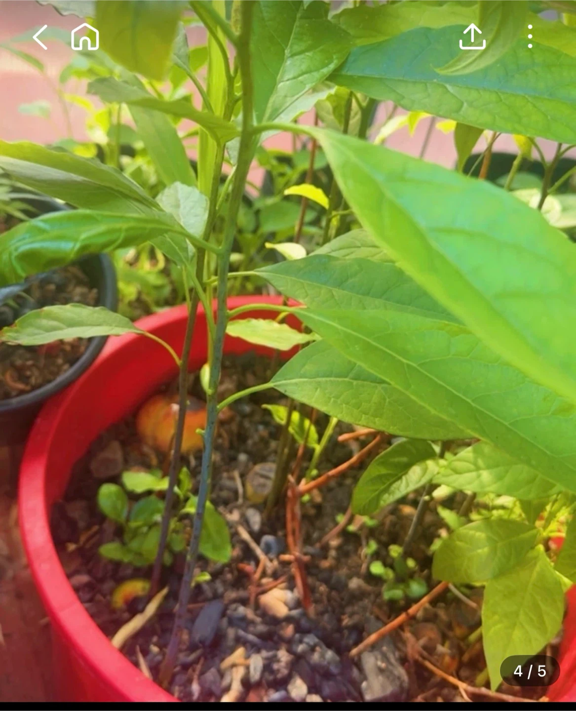 Avocado Plant Seedling - photo 3