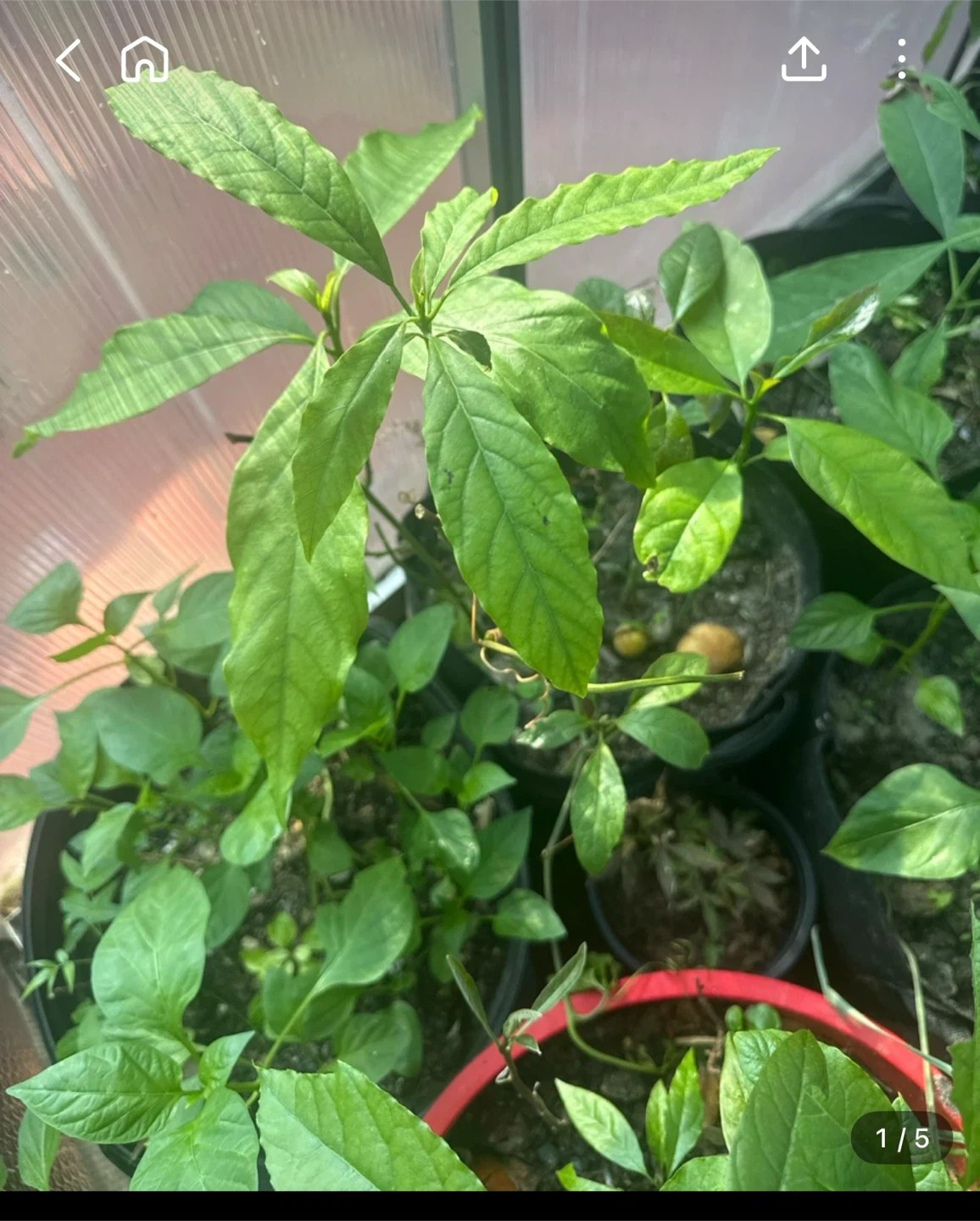 Avocado Plant Seedling - photo 4