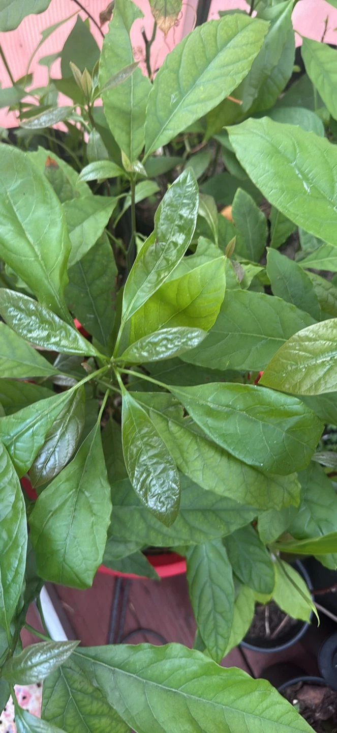 Avocado Plant Starter Pot