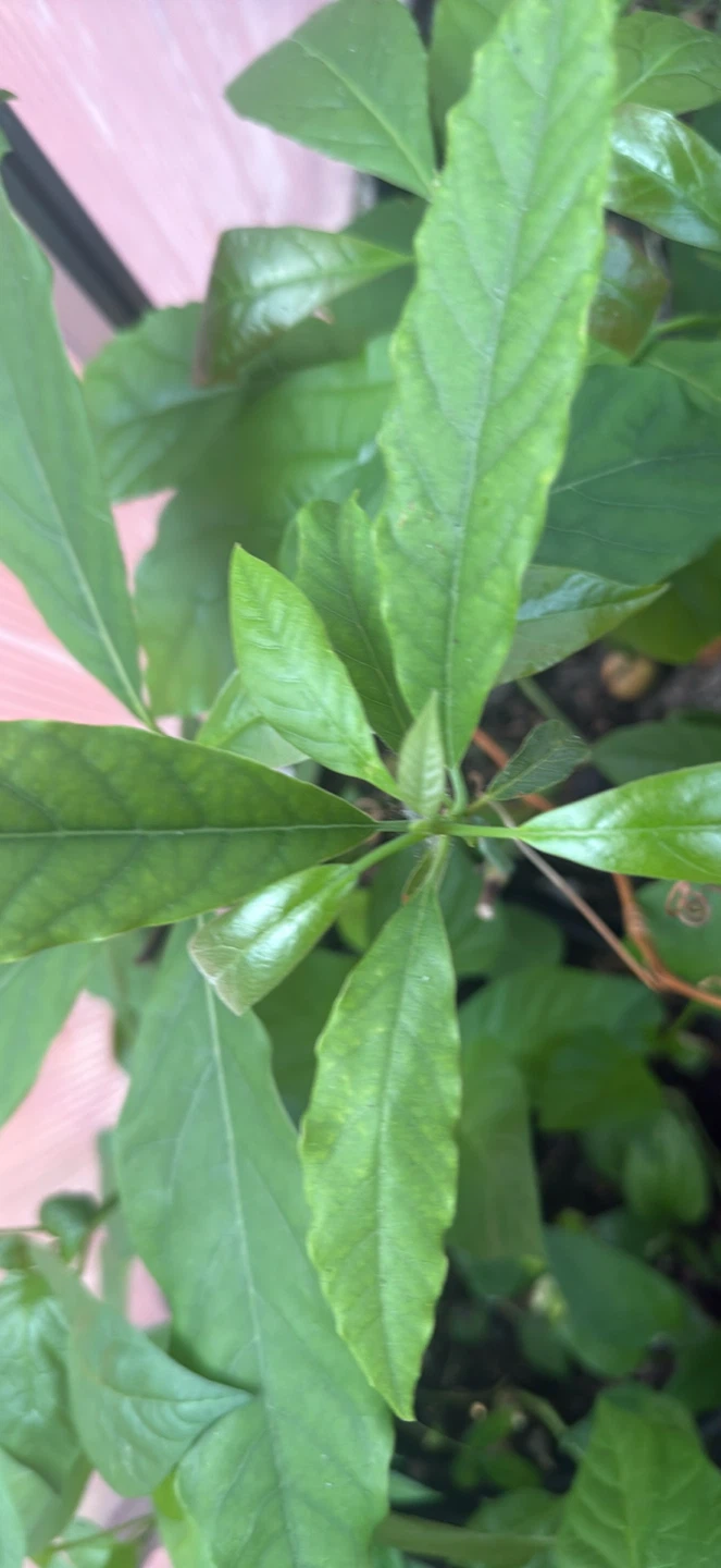 Avocado Plant Starter Pot - photo 2