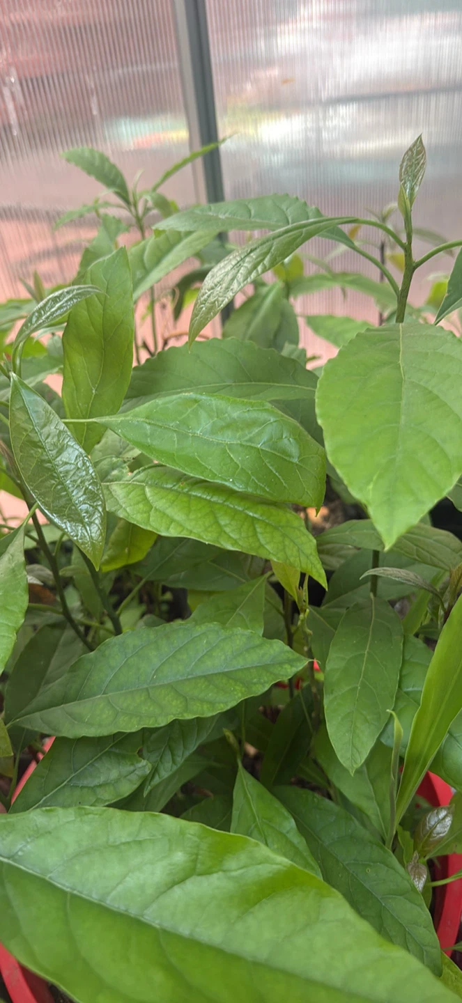 Avocado Plant Starter Pot - photo 3
