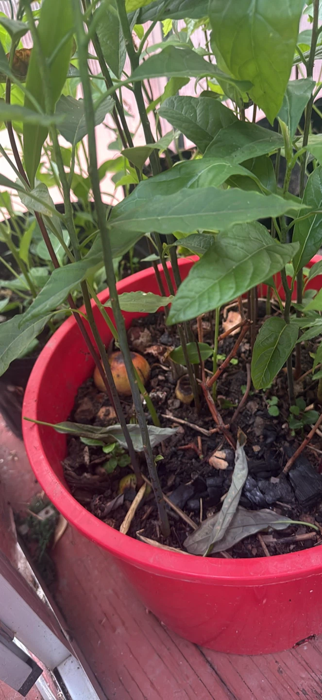 Avocado Plant Starter Pot - photo 4