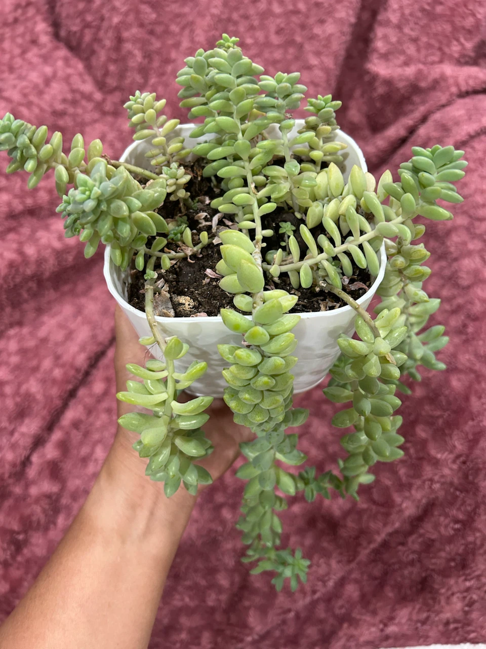 Burrows Tail Succulent