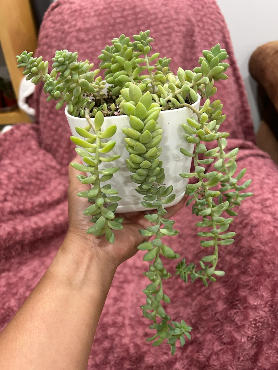 Burrows Tail Succulent - photo 2