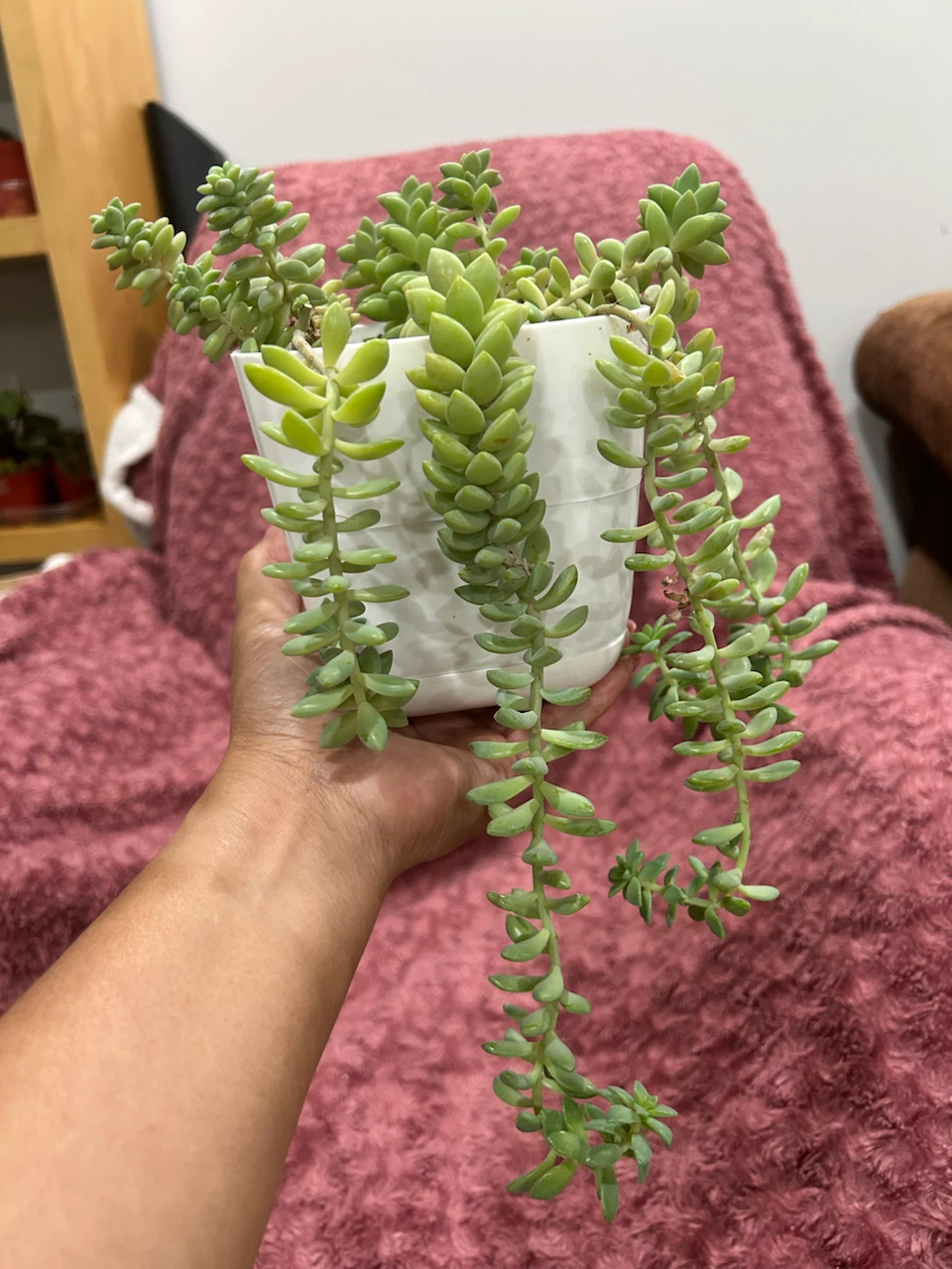 Burrows Tail Succulent - photo 3